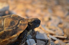 Testudo hermanni - Korytnačka zelenkastá 2024 - 5