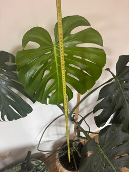 Predám krásnu a zdravú  monsteru Monstera - 5