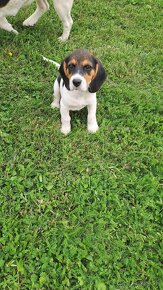 Beagle, Bigl, Bigel-steniatko, fenka - 5