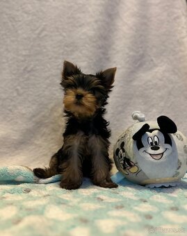 Yorkshire terrier, mini york, jorkšírsky teriér - 5