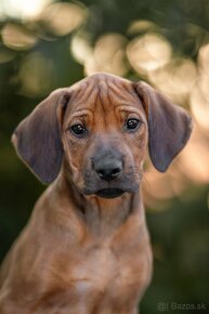 Rhodesian ridgeback šteniatka s PP - 5