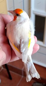 Stehlík pestrý - veľký sibírsky (Carduelis c. major) - 5