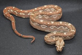 Aztec Boa constrictor - 5