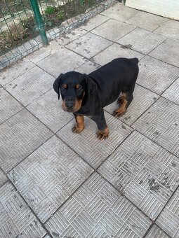 Doberman šteniatka - 5