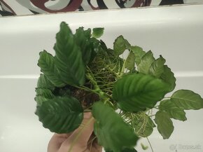 Anubias na kameni - 5