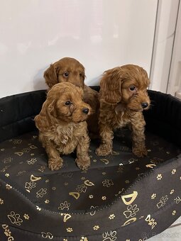 Cavapoo, cavalier,pudel - 5