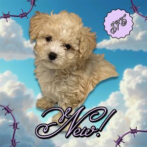 Maltipoo - 5