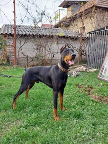 DOBERMAN NA KRYTIE - 5