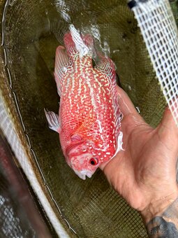 Flowerhorn King Kamfa Golden Basse Fader samica - 5