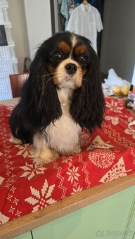 Cavalier King Charles Spaniel - 5