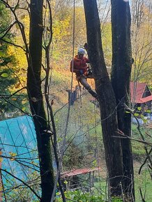 Výruby rizikových stromov stiepkovanie arboristika - 5