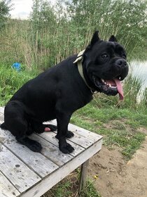 Cane Corso hladá nevestu - 5