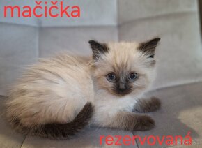 Ragdoll mačiatka - 5