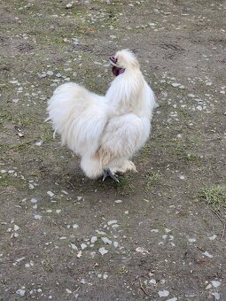 Predám kohúta Ayam Cemani, kohúta Hodvábničky - 5