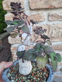 Plectranthus ernestii sukulentny bonsai - 5