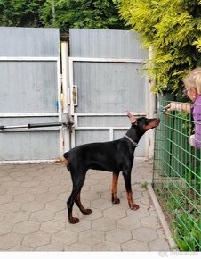 DOBERMAN FENKA S FCI P.P - 5