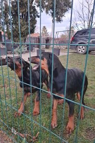 Šťeniatka Doberman - 5