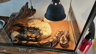 Python Regius - terarium + had - 5