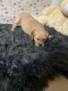 Zlatý retriever/ Golden retriever - 5