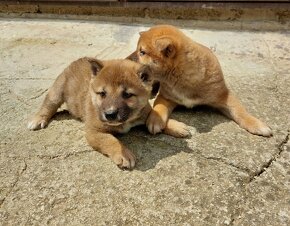 shiba inu - 5