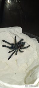 Caribena/Avicularia versicolor, tarantula, pavúk - 5