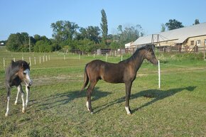 Welsh pony sekce B - 5