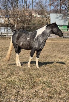 APH APHA PAINT HORSE ŽREBEC pripúšťanie - 5