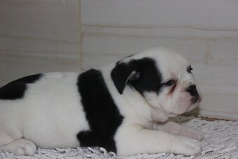 Anglicky buldog,Englisch bulldog black and white - 5