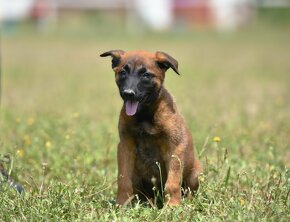 Belgický ovčiak Malinois s PP - IHNEĎ k odberu - 5