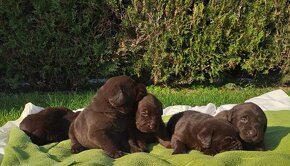 Labrador šteniatka čokoládové s rodokmeňom - 5