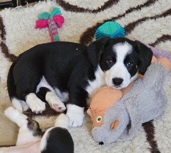 Prodám dvě fenky Welsh Corgi Cardigan, štěňata s PP - 5