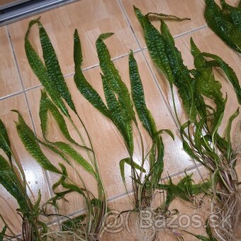 Predám krásne rastlinky do akvária Cryptocoryne balansae - 5