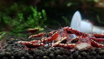 Krevetky caridina - 5