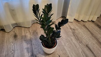 Zamioculcas Dowon (čierny) - 5