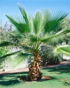 Washingtonia filifera - 5