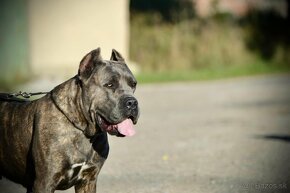 Šteniatka Cane Corso FCI - 5