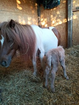 Krásna pony kobylka s PP - 5