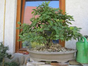 bonsai,bonsaj-hrab 1 - 5