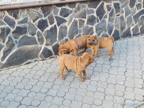 Shar-pei - 5