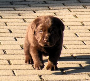 Labrador retriever čokoládové šteniatka s PP - 5