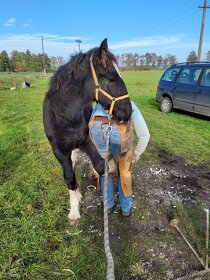 Shire horse klisna - 5