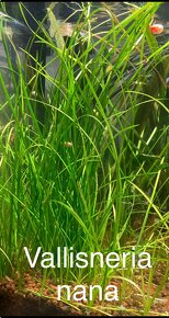 VALLISNERIA - 5