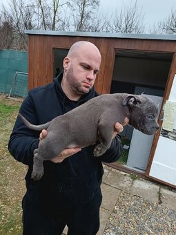 J&K bullys "ponúkame na predaj American bully pocket - 5