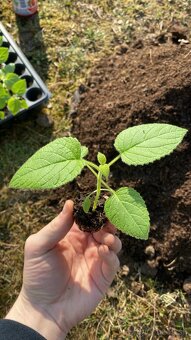 Semienka Paulownia Tomentosa - 5