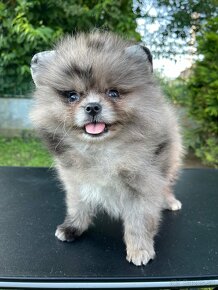 Pomeranian Teacup / mini Pomeranian - 5