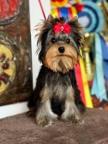 Yorkshire terrier, york, mini yorkshire, jorksirsky - 5