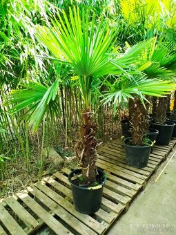 Mrazuvzdorne palmy - trachycarpus fortunei - 5