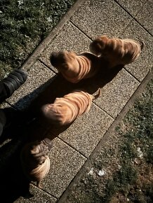 Šteniatka Sharpei, sarpej, sarpei - 5