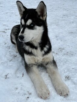 Predam šteniatka Sibírsky Husky - 5