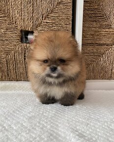 Pomeranian mini Boo - 5